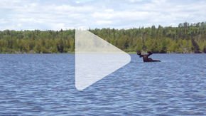 This diving, pooping moose is saving its ecosystem—for now