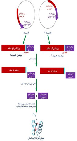 بهینه‌سازی تولید آزمایشگاهی انسولین انسانی در قالب همکاری با کرسی یونسکوی دانشگاه تهران