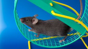 When fathers exercise, their future offspring may benefit, mouse study suggests