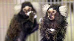 Why are U.S. neuroscientists clamoring for marmosets?