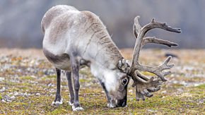 ‘Rewilding’ landscapes with rhinos and reindeer could prevent fires and keep Arctic cool