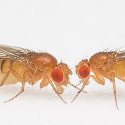Gut Bacteria Influence Movement in Flies
