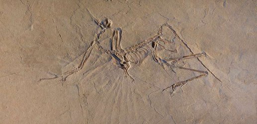 Dinosaur fossil may be a whole new species of the first birds