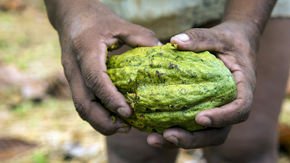 World’s oldest chocolate was made 5300 years ago—in a South American rainforest