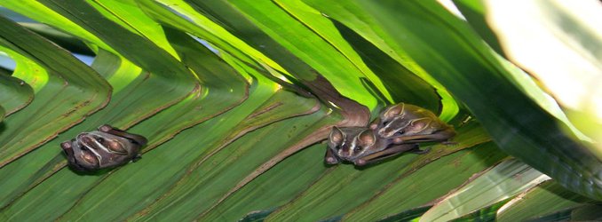 Mama Bats Literally Nudge Their Babies Out of the Roost