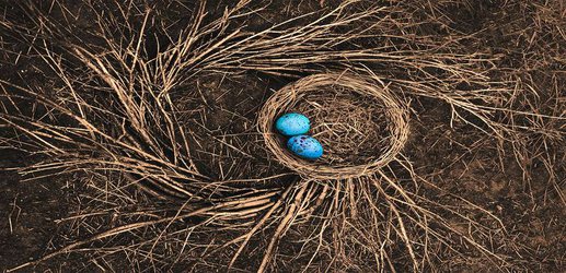 Birds have their dinosaur ancestors to thank for their colourful eggs