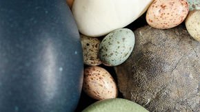 Dinosaur eggs came in many colors—just like birds’