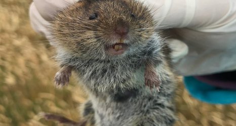 Giant Guernsey voles, and shining a light on dark matter: News from the College