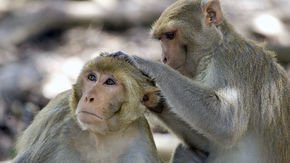 Record number of monkeys being used in U.S. research