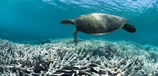 Coral scientists decry loss of funding for leading Australian reef institute