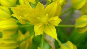 This lovely lily’s cousin is an ear of corn. Now, scientists know how they are related