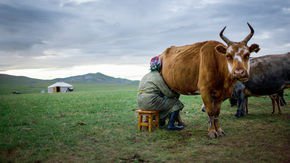 How can you eat dairy if you lack the gene for digesting it? Fermented milk may be key, ancient Mongolian study suggests