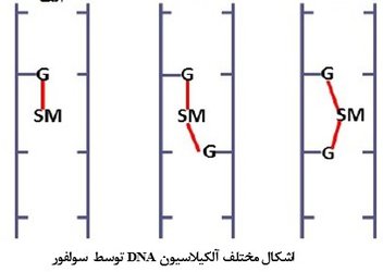 مصدومانِ گاز خردل در برابر عوامل بیماری‌زا آسیب‌پذیرترند