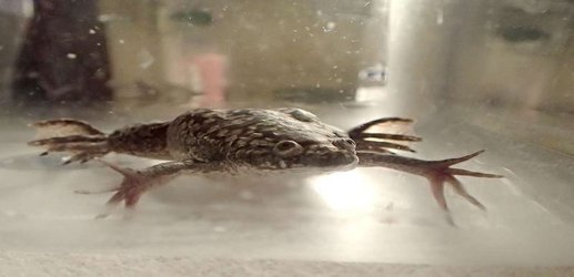 Hormone helps regrow frog legs and may one day lead to a human therapy