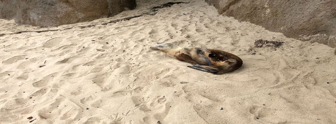 Major Disease Outbreak Strikes California Sea Lions