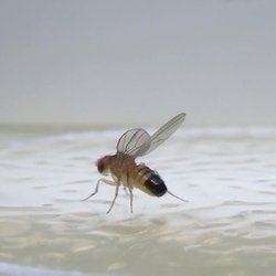 Picking Fights with Fruit Flies