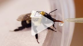 New tracking system could show—at last—how pesticides are harming bee colonies