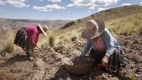How the people of the Andes evolved to live in high altitudes