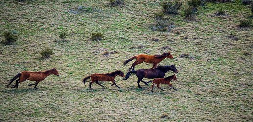 Australian scientists call for ‘﻿feral horse’﻿ culls in alpine national park