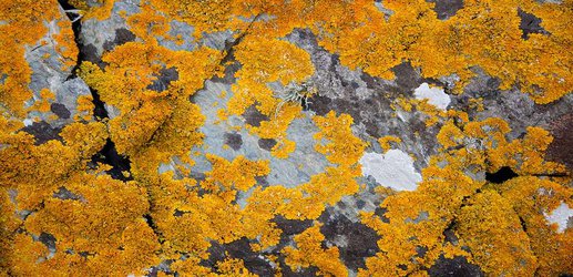 Why lichen may be the perfect factories for making rocket fuel on Mars
