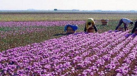 اختلالات اسکلتی،عضلانی در کمین برداشت کنندگان طلای سرخ