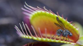 Venus flytraps kill with chemicals like those from lightning bolts