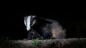 Killing badgers not enough to defeat costly tuberculosis in cattle, U.K. report finds