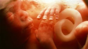 Immune system ‘negotiations’ stop mom’s body from attacking her fetus