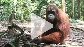 Orangutans are the only great apes—besides humans—to ‘talk’ about the past