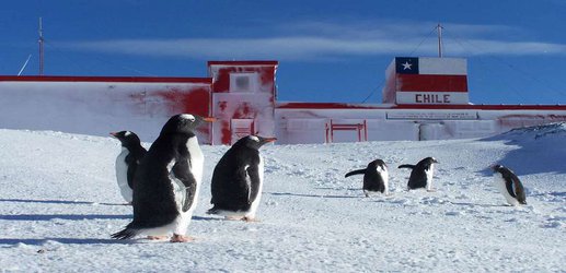 Antibiotic resistance genes are showing up in Antarctic penguins