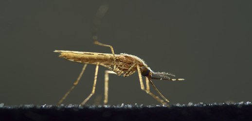 Ban on ‘gene drives’ is back on the UN’s agenda — worrying scientists