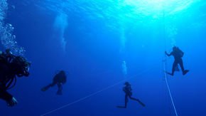 In reversal, NSF lifts proposal limits on biologists