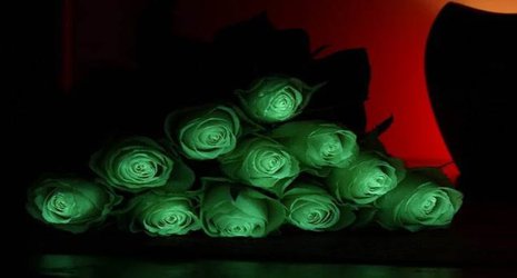 تولید گلهای شاخه بریده و گلدانی شبتاب