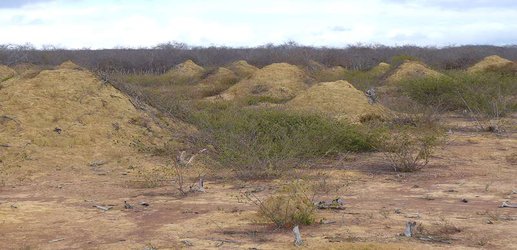 Termites in Brazil have covered an area the size of Britain in mounds