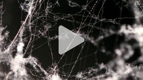 Spider silk is five times stronger than steel—now, scientists know why
