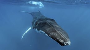 Humpback whale songs undergo a ‘cultural revolution’ every few years