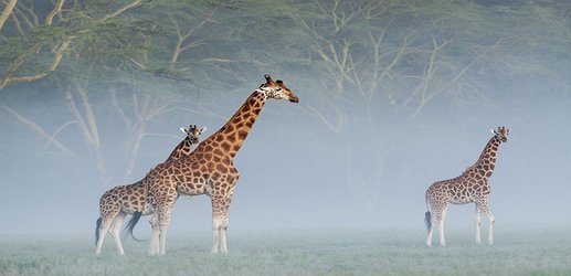 Back from the brink: Endangered whales, giraffes and gorillas make gains