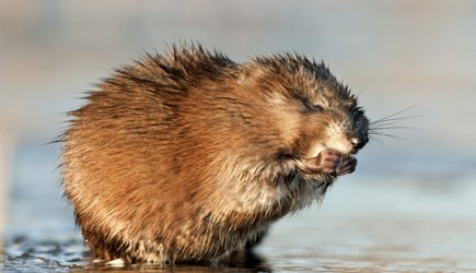 Drying Canadian wetland drives muskrat decline