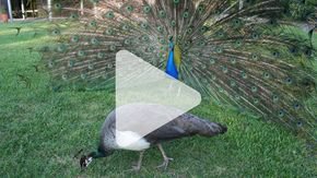 Watch a peacock get a female’s attention—by making her head vibrate