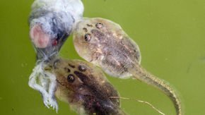 Cannibalistic tadpoles and matricidal worms point to a powerful new helper for evolution