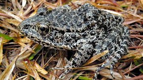 U.S. Supreme Court ruling in frog case highlights debate over definition of ‘habitat’