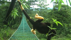 Why are these Costa Rican monkeys turning yellow?