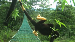 Why are these Costa Rican monkeys turning yellow?