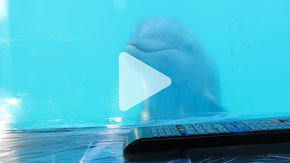 These dolphins enjoy watching
     
      SpongeBob SquarePants
     
     —and it could be good for them