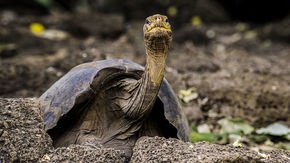 This famous tortoise lived for 100 years. His genome may reveal how he did it