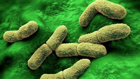 Did a new form of plague destroy Europe’s Stone Age societies?