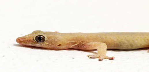 Geckos sprint across water on air bubbles they make with their legs
