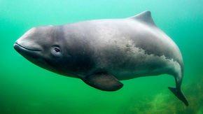 Svelte porpoises eat twice as much as humans to cope with the cold