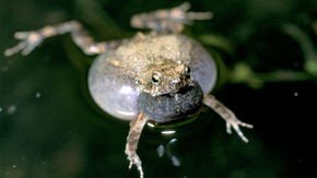 Female frogs prefer city slickers