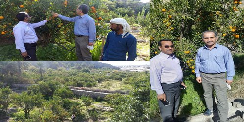 بازدید رئیس پژوهشکده مرکبات و میوه‌ های نیمه ‌گرمسیری از باغ های نارنگی سیاهو در استان هرمزگان